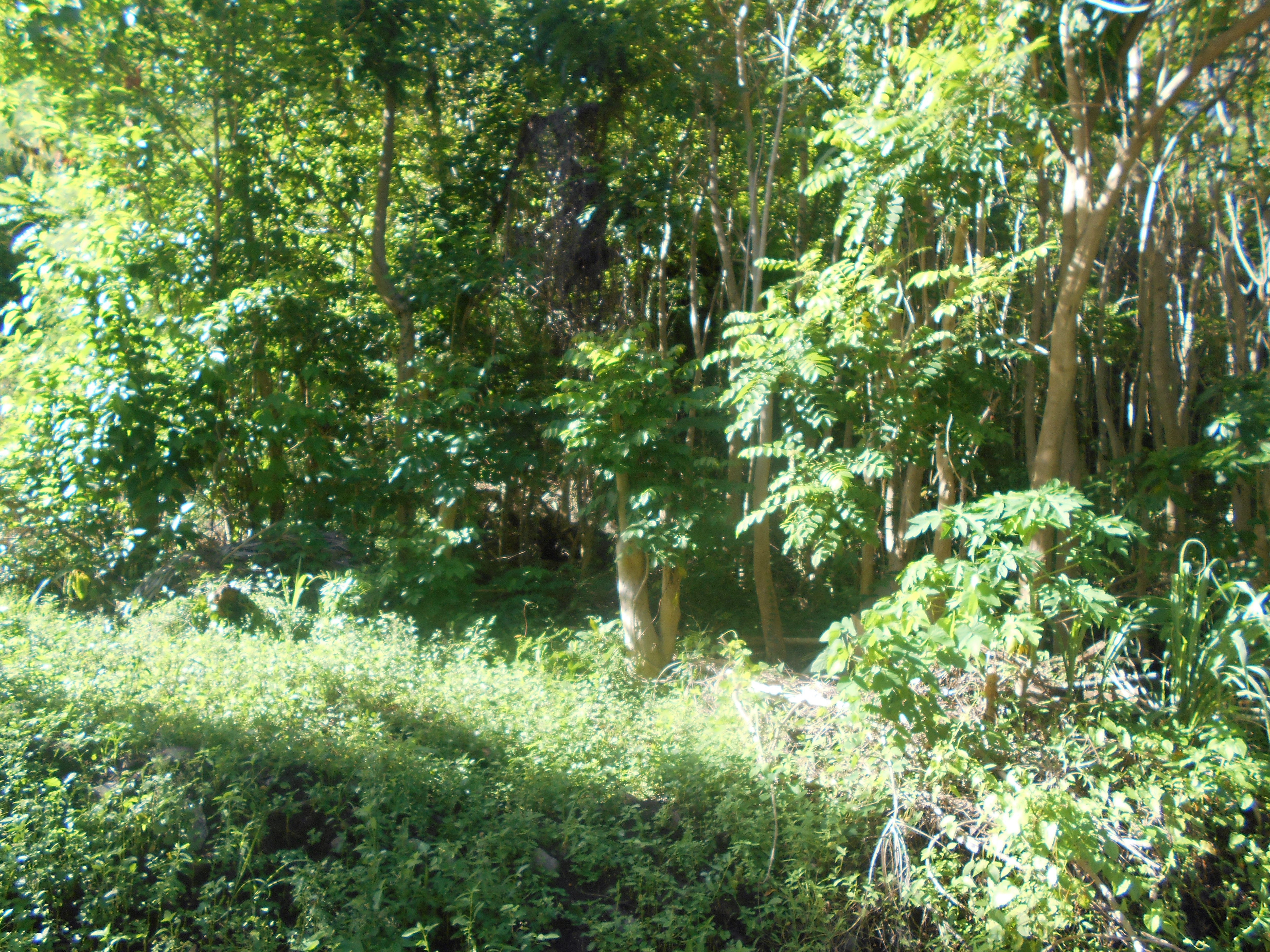 Residential lot in Castle Comfort