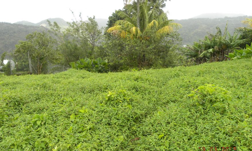 Residential lot in Morne Prosper