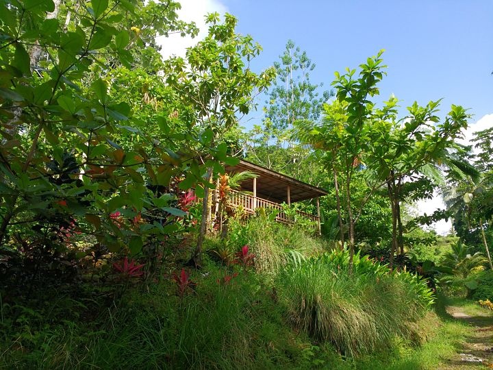 Roots Junlge Eco-Retreat